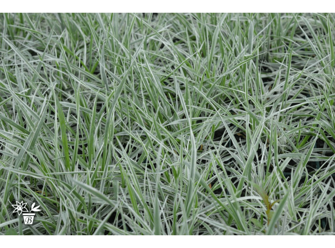 Briza media   'Zitterzebra'